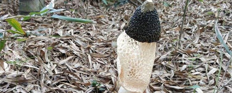 竹荪变成褐色还能吃吗 干竹荪变黄褐色了可以吃吗