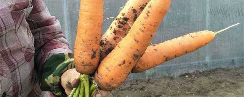 胡萝卜软了还能吃吗（胡萝卜发软了还能吃吗）