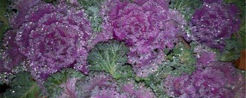 羽衣甘蓝种植方法和注意事项（羽衣甘蓝种植方法和注意事项图解）