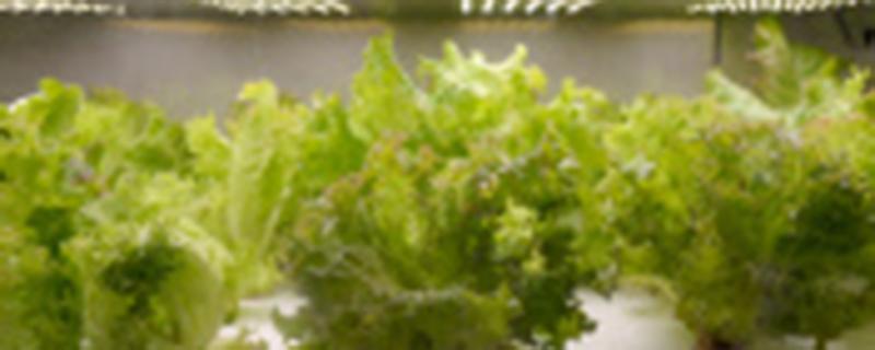 莴笋啥时打矮壮素 莴笋打矮壮素一喷雾器用多少