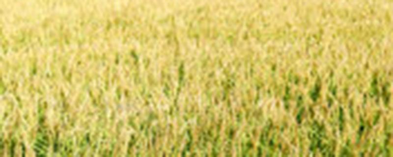 海水稻是什么 海水稻是什么植物