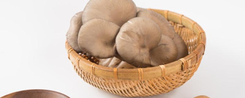 平菇怎么种植方法家种(平菇最简单的种植方法)