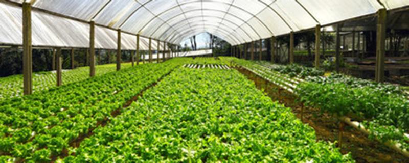 大棚加温最经济的方法（大棚加温最经济的方法是什么）