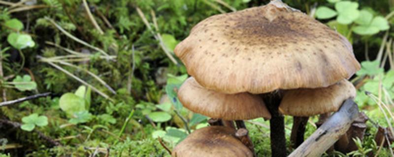 常用的菌种保藏方法有哪些（常用的菌种保藏方法有哪些图片）