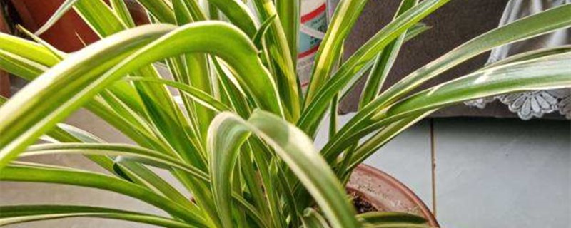 吊兰种植方法和时间（吊兰种植方法和时间视频）