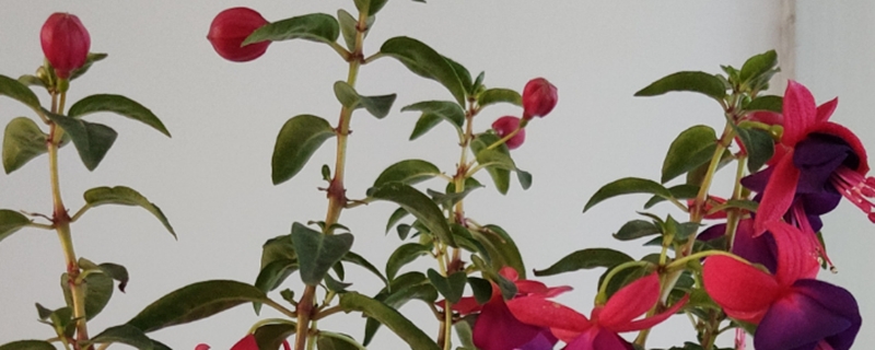 倒挂金钟种植方法和时间 倒挂金钟几月份种植好