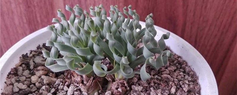 弹簧草种植方法和时间 弹簧草种植方法和时间图片