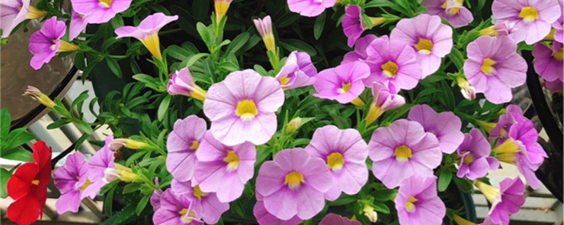 百万小铃种植方法和时间 百万小铃盆栽