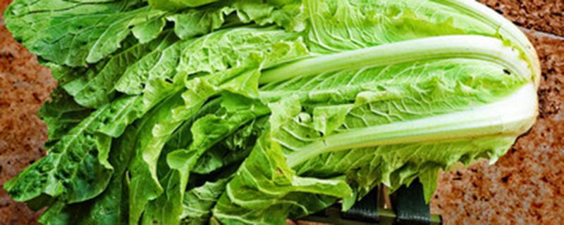 白菜什么时候种植 五号白菜什么时候种植