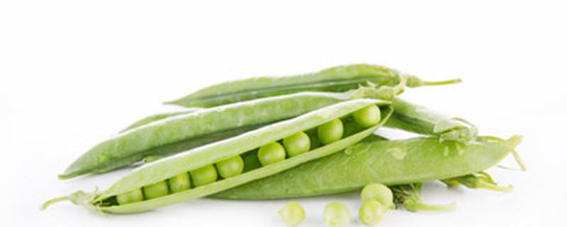 豌豆在什么季节种 豌豆在什么季节种植最好