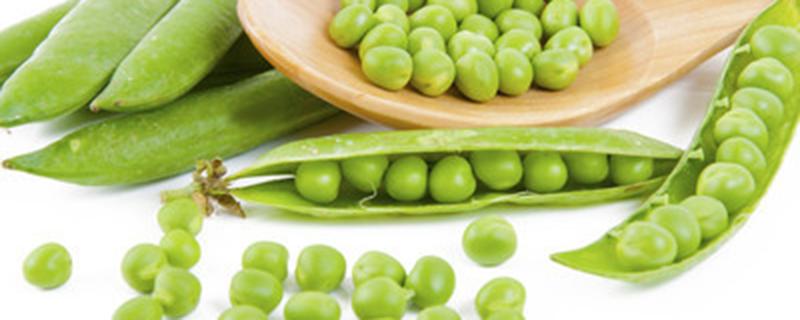 北方豌豆什么时候播种 北方豌豆啥时候种