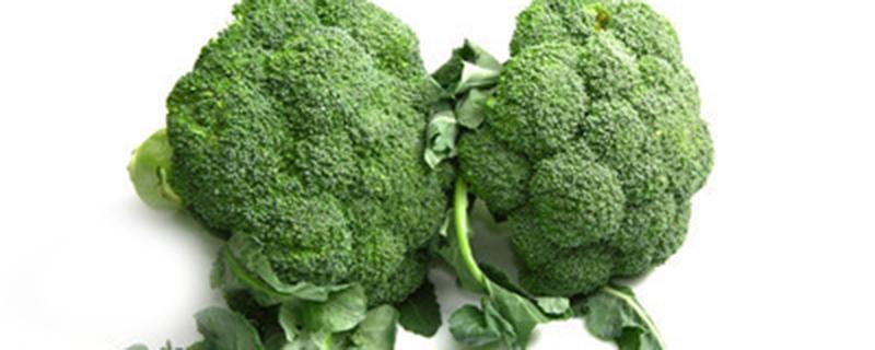 西兰花种植时间和方法（南方西兰花种植时间和方法）