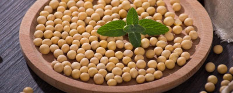 生黄豆沤肥技巧（生黄豆沤肥技巧视频）