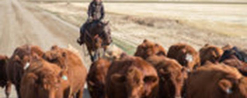 新生牛犊一天喝几斤奶 新生牛犊一天喝几斤奶正常