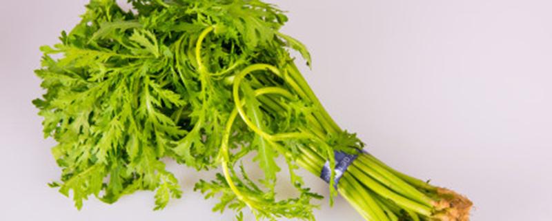 小叶茼蒿种植时间和方法（小叶茼蒿种植时间和方法图片）