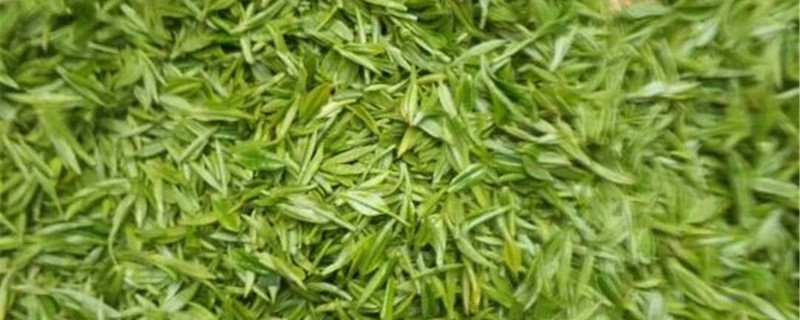 茶叶施肥时间 茶叶施肥时间是农历还是阳历