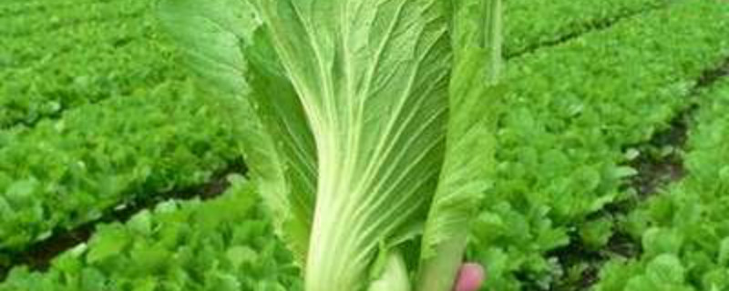 酒精可以喷在蔬菜上消毒吗（医用酒精可以喷蔬菜吗）