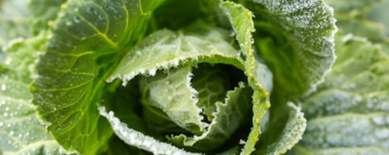 消毒酒精可以喷菜上吗 消毒酒精可以喷菜上吗?