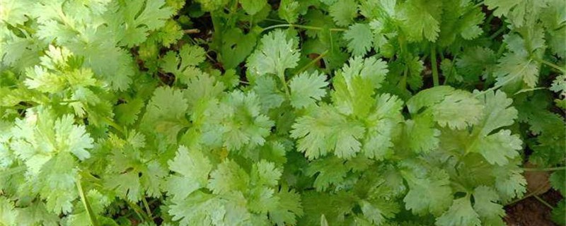 早春2月份能种植香菜吗（早春2月份能种植香菜吗视频）