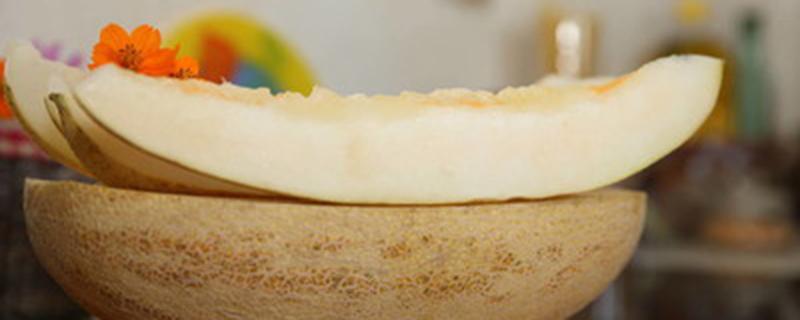 甜瓜叶子向上卷是怎么回事（甜瓜叶子向上卷是怎么回事儿）