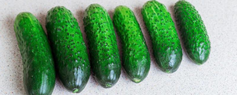 黄瓜冬天可以种吗 黄瓜冬天可以种吗农村