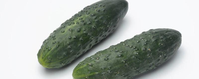 黄瓜春天什么时候种植（黄瓜在春天什么时候种）