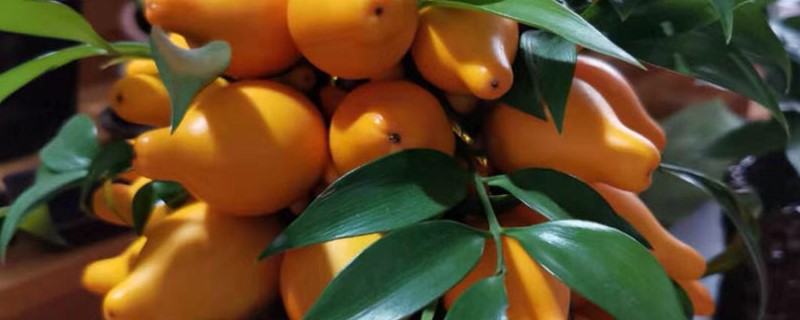 黄金果开花不结果怎么办 黄金果开花几天就掉了