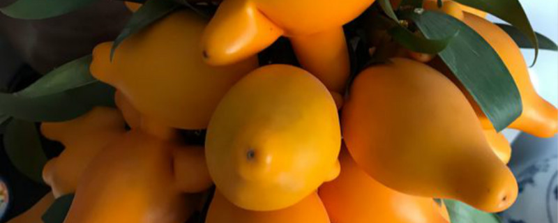 黄金果叶子发黄怎么回事（黄金百香果叶子变黄的原因）