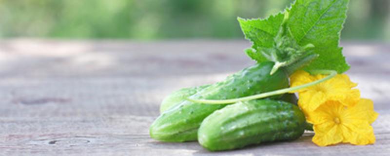 黄瓜叶子上有白点什么原因怎么办（黄瓜叶子有白点是什么原因）