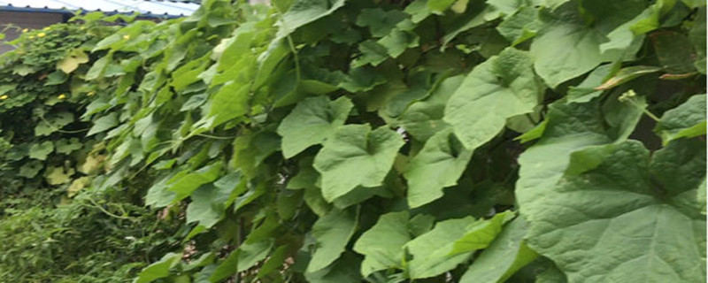 蛇瓜怎么育苗 蛇瓜种植方法