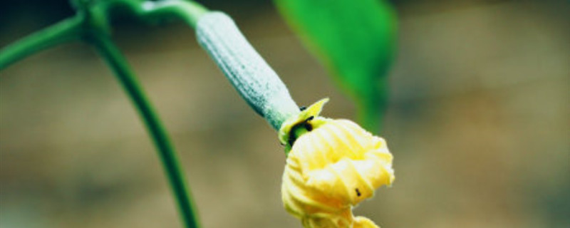 丝瓜开花后怎么管理 丝瓜开花后怎么管理好