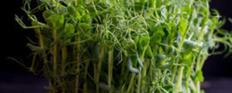 豌豆叶子里面的虫如何防治 豌豆叶子里长虫