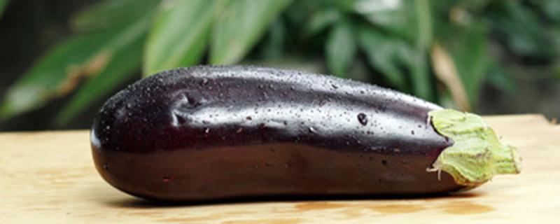 茄子开花了怎么授粉 茄子开花怎么人工授粉