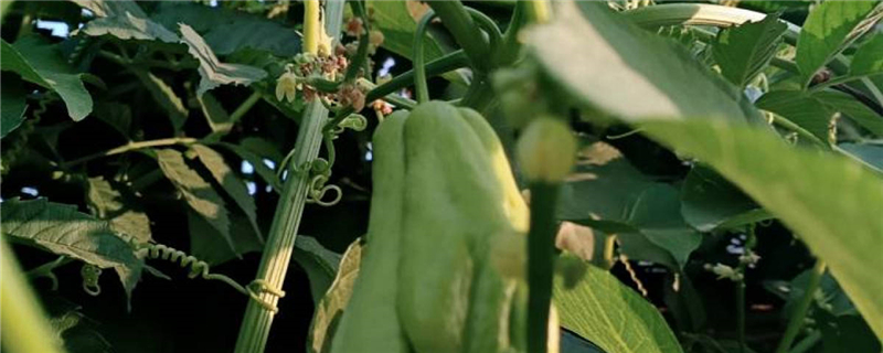 佛手瓜的种植方法和时间 佛手瓜的种植方法和时间温度