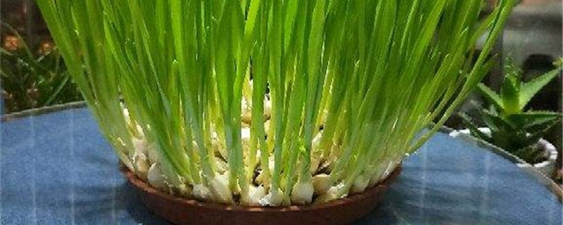 蒜苗锈病怎么治疗 蒜苗生锈病