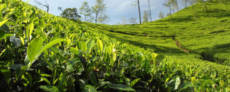 茶苗移栽后多久施肥 移栽茶苗什么时候施肥