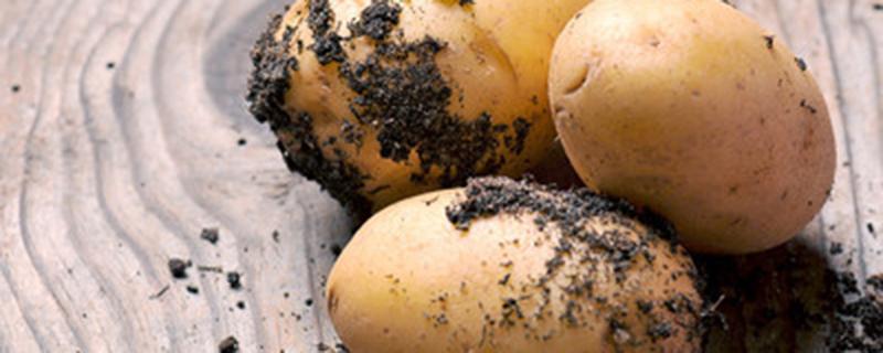 土豆出苗后怎么管理（土豆出苗后怎样管理）