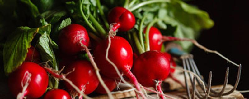 红水萝卜什么时间种植 红水果萝卜什么时间种