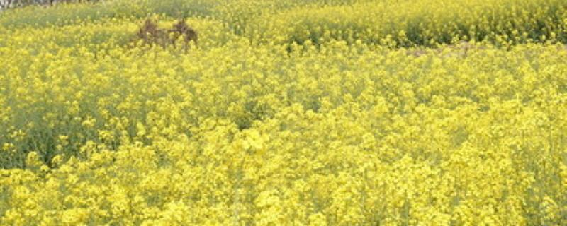 菜籽饼怎样直接做底肥(菜籽饼肥怎么用)