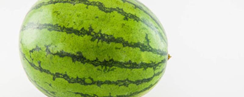 西瓜苗蔫了如何恢复 西瓜苗种下去蔫了