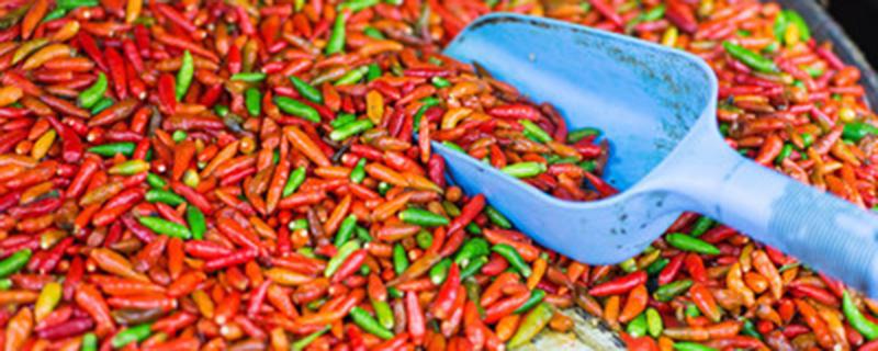 移栽辣椒苗多久才能活（辣椒出苗后多久可以移栽）