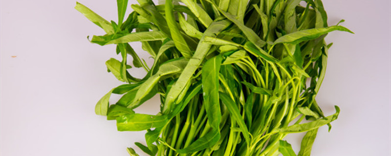 空心菜种植间距多少（空心菜种植株行距）