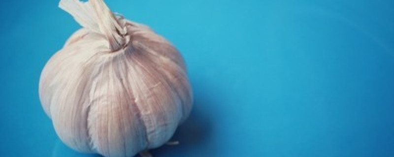 蒜地有地蛆怎么办（大蒜地里有地蛆怎么办）