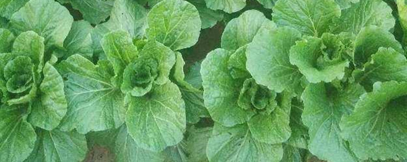 畦和垄的区别 什么是畦什么是垄