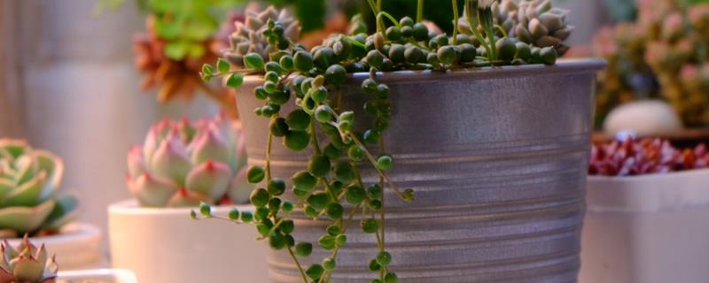 情人泪快速繁殖的方法，附情人泪的养殖方法