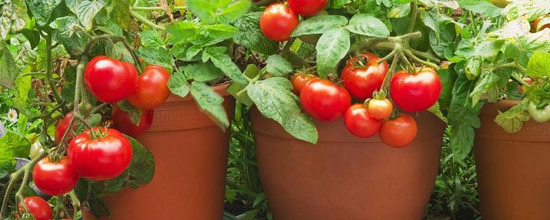 盆栽西红柿的施肥方法，附养护方法 盆栽西红柿怎么施肥