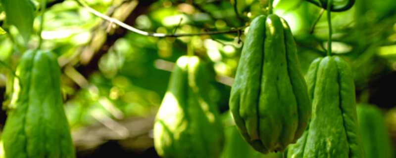 佛手瓜的繁殖方法有哪些,都有什么优缺点