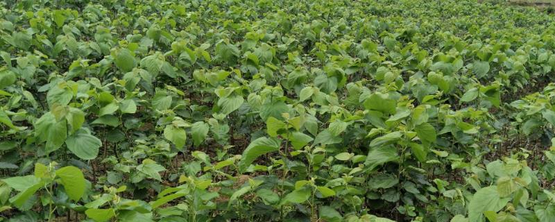 桑苗怎么种，附桑苗的管理工作 桑苗移栽技术要点