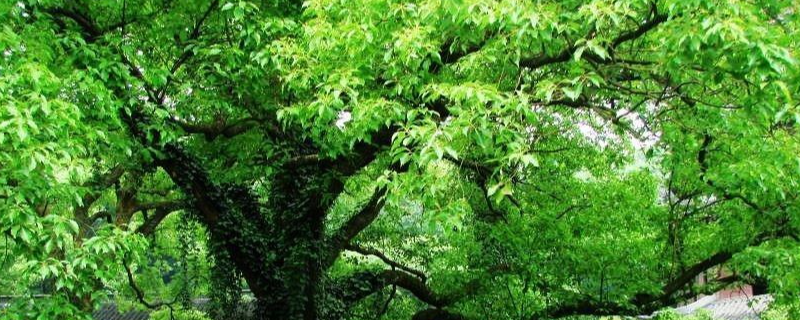 樟树种怎么种，附种植步骤（樟树种植注意事项）