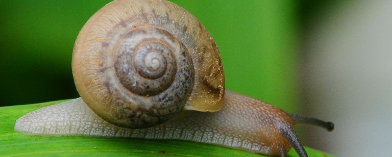 蜗牛越冬管理技术要点，附管理方法 蜗牛的过冬方法